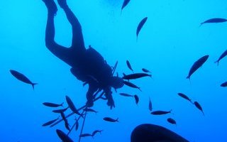 Les Sharkettes : une Junior Asso à l'assault des océans !